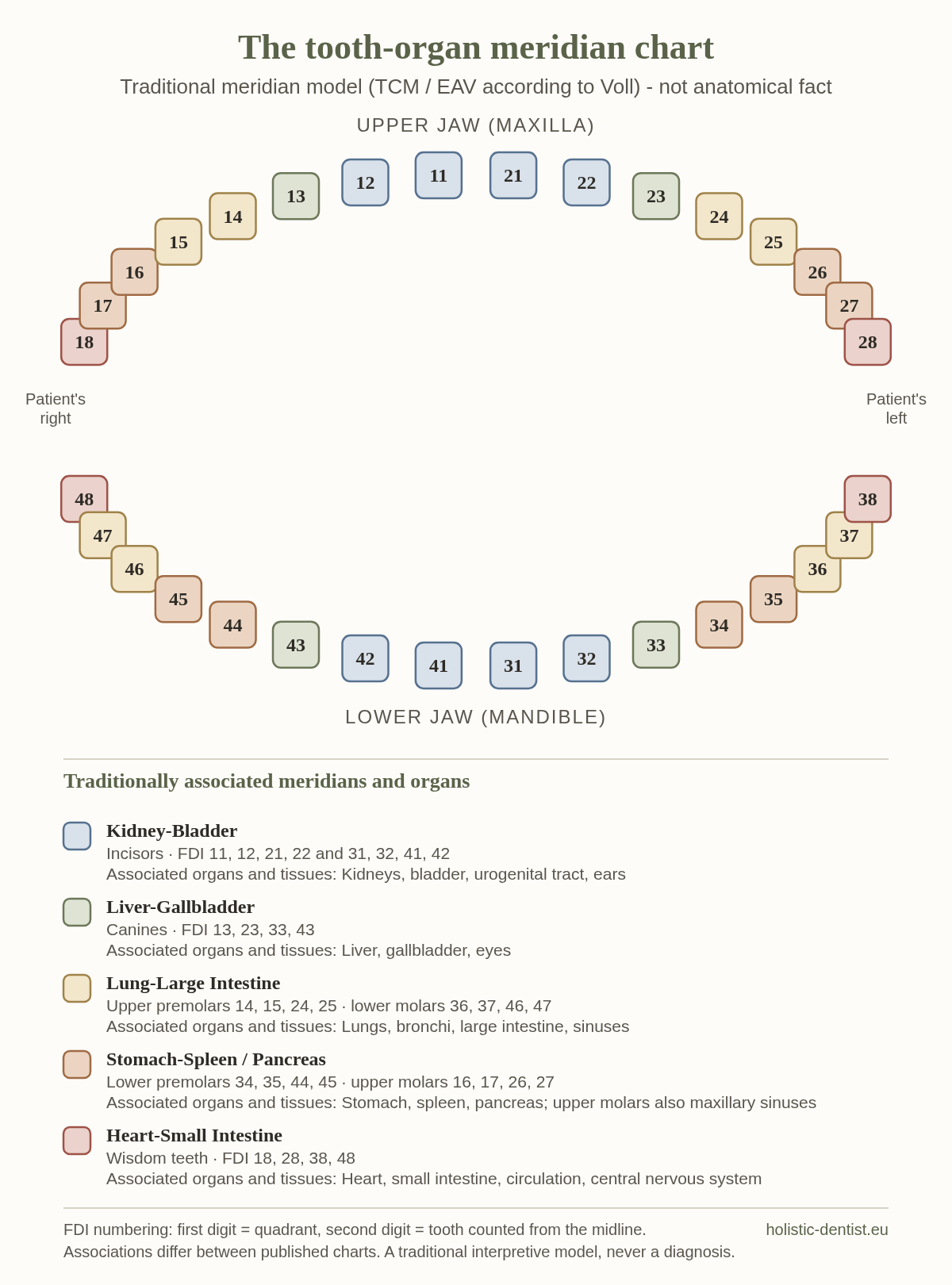 Tooth-organ meridian chart based on Traditional Chinese Medicine: which tooth is linked to which organ in meridian theory (FDI numbering)